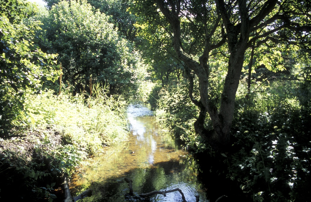 Stream at Cruden Bay