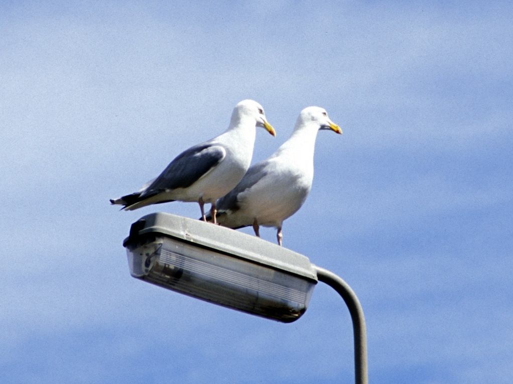 Two seagulls on a streetlamp