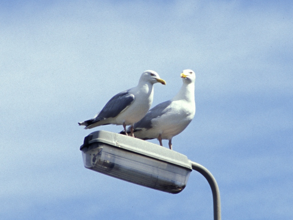 Two seagulls on a streetlamp