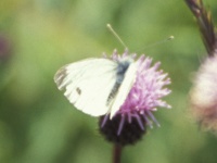 White butterfly