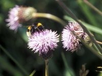 Bumble Bee