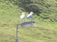 Two seagulls on a streetlamp
