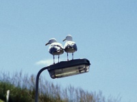 Two seagulls on a streetlamp