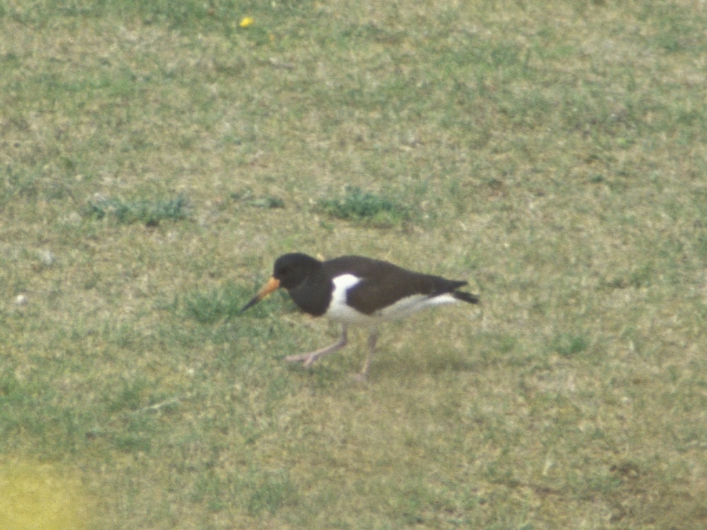 Oyster catcher at Fort George