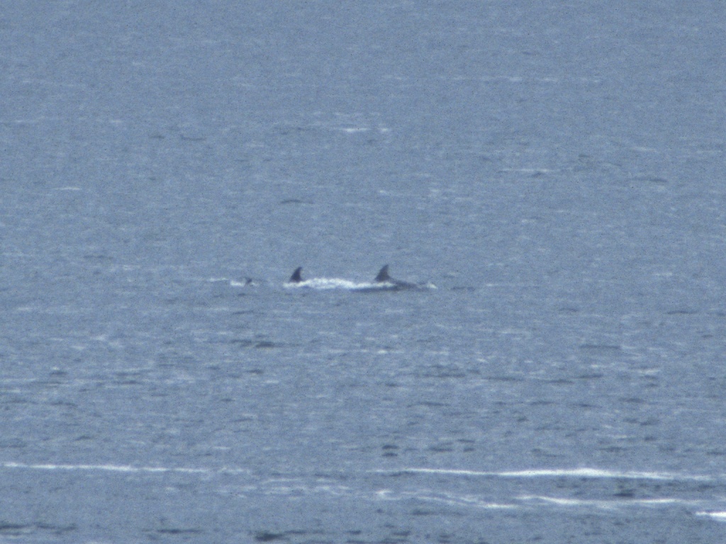 Dolphins at Fort George