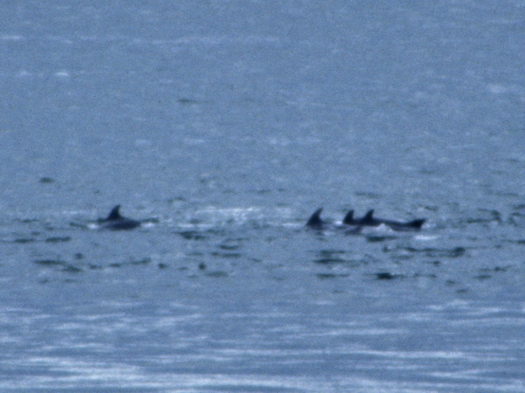 Dolphins at Fort George