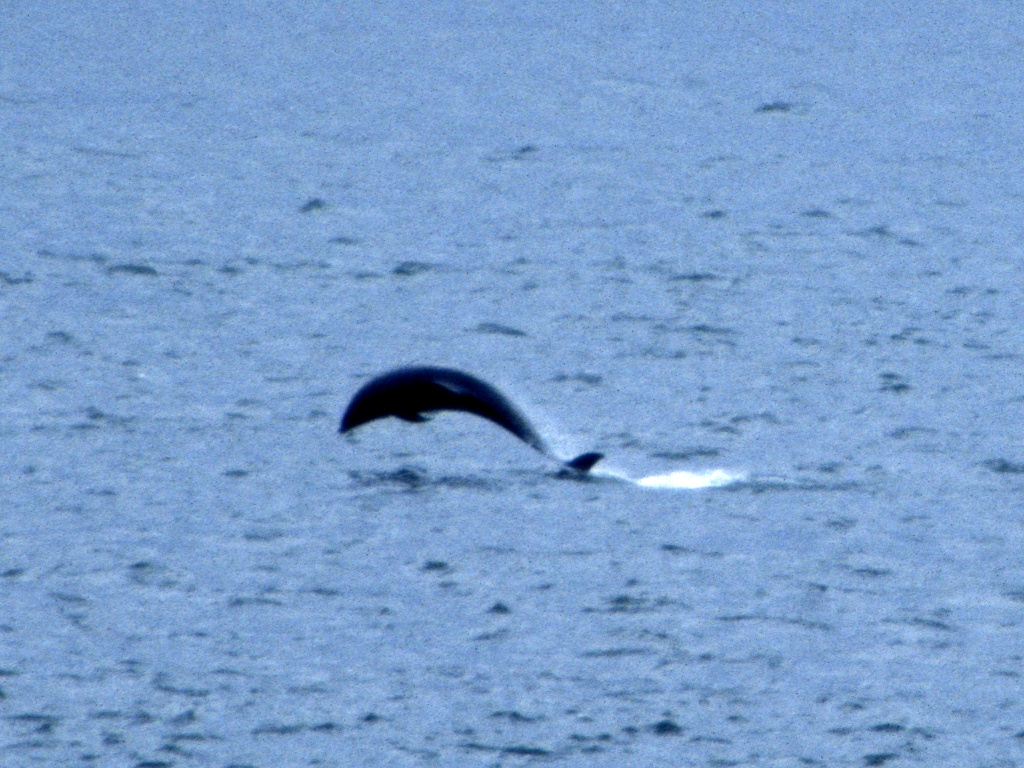 Dolphins at Fort George