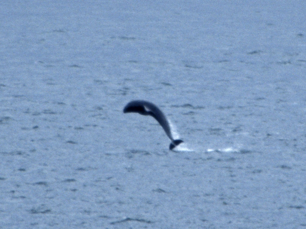 Dolphins at Fort George