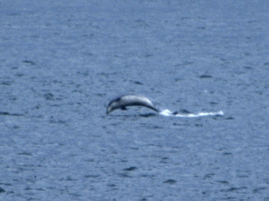 Dolphins at Fort George