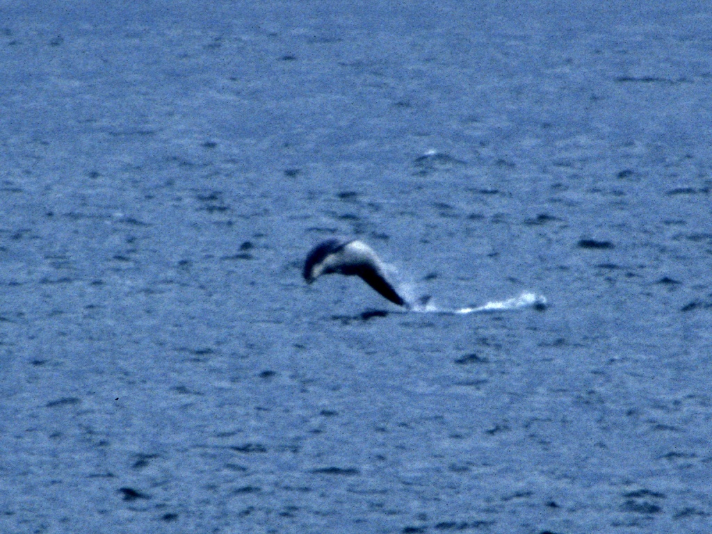 Dolphins at Fort George
