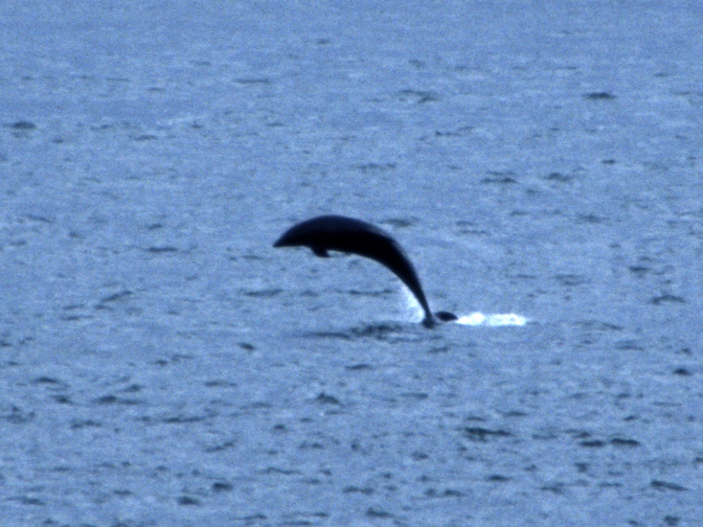 Dolphins at Fort George