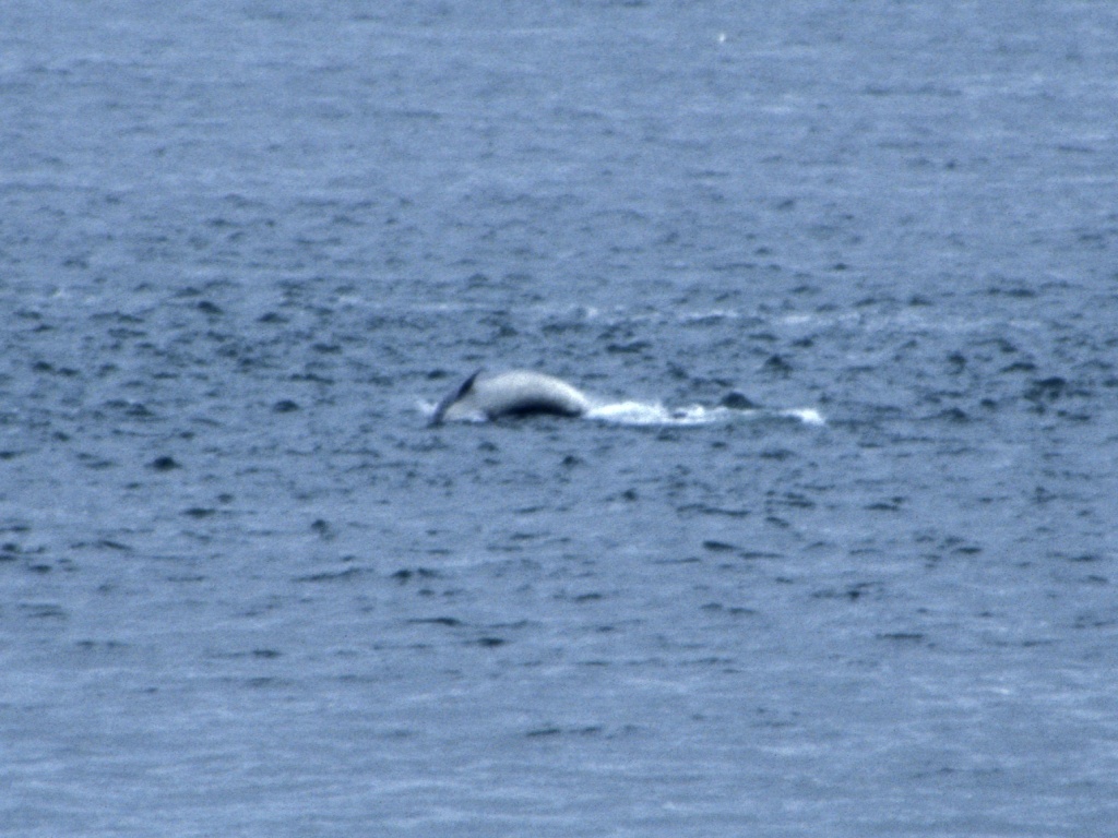 Dolphins at Fort George