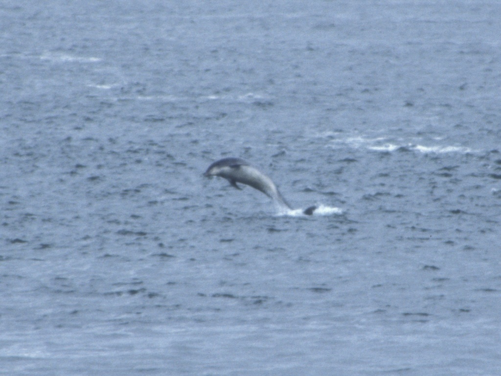 Dolphins at Fort George