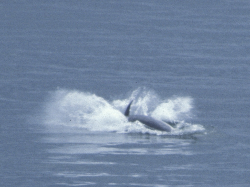 Dolphins at Fort George