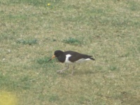 Oyster catcher at Fort George