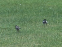 Pied wagtails at Fort George