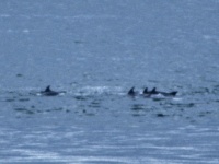 Dolphins at Fort George