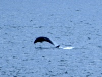 Dolphins at Fort George