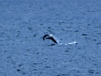 Dolphins at Fort George