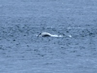Dolphins at Fort George