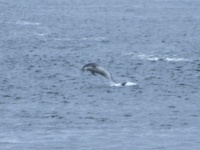 Dolphins at Fort George