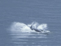 Dolphins at Fort George