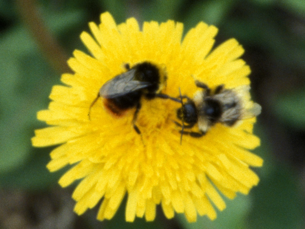 Two bees on a dandelion