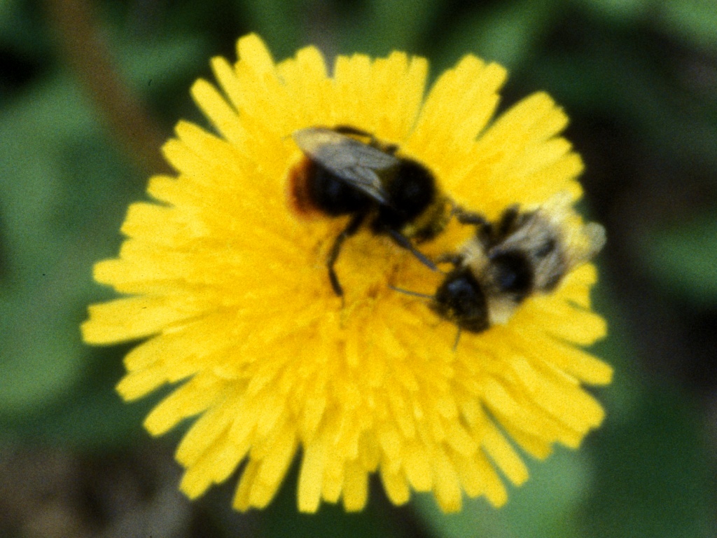 Two bees on a dandelion