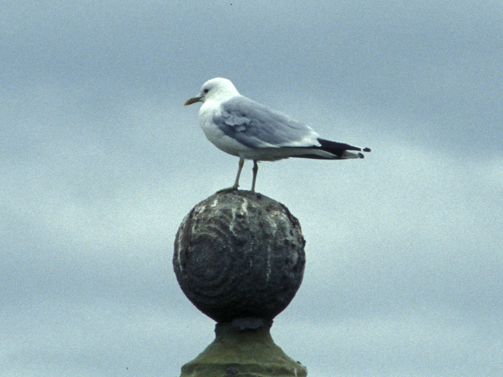 Seagull at Fort George