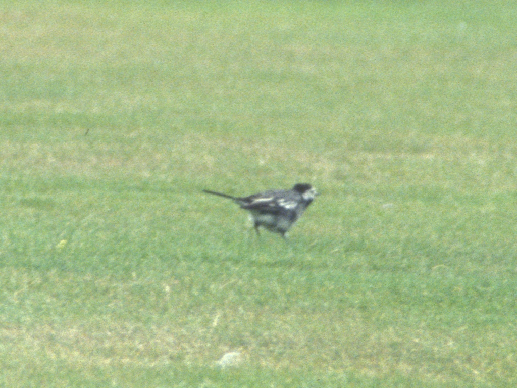 Pied wagtail at Fort George