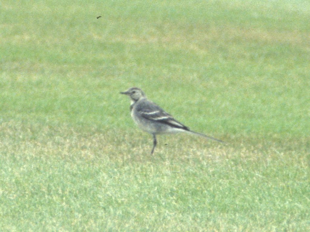 Pied wagtail at Fort George