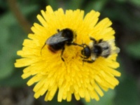 Two bees on a dandelion