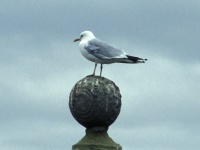 Seagull at Fort George