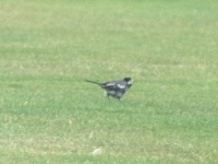 Pied wagtail at Fort George