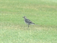 Pied wagtail at Fort George