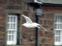 Seagull at Fort George