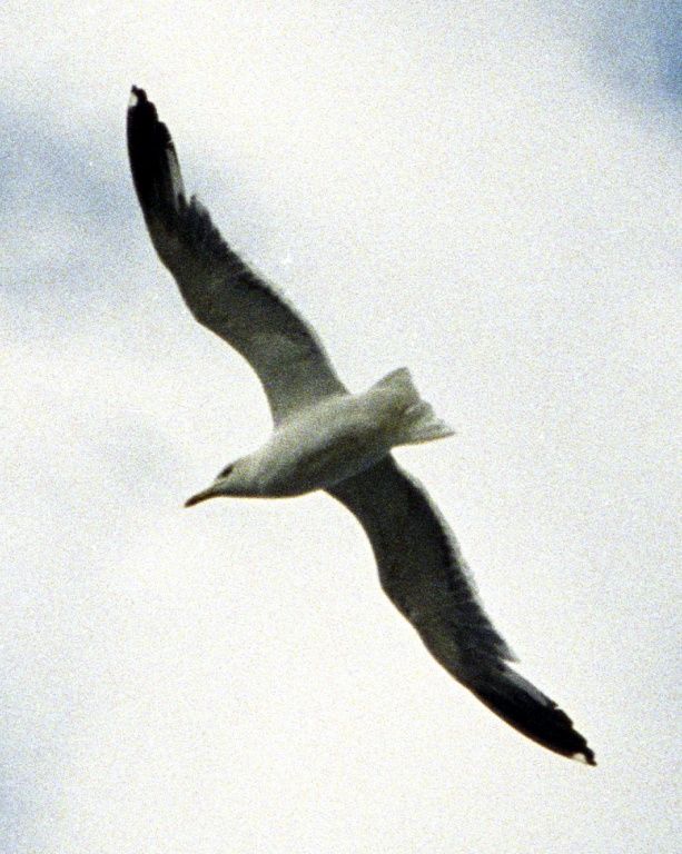Seagull
