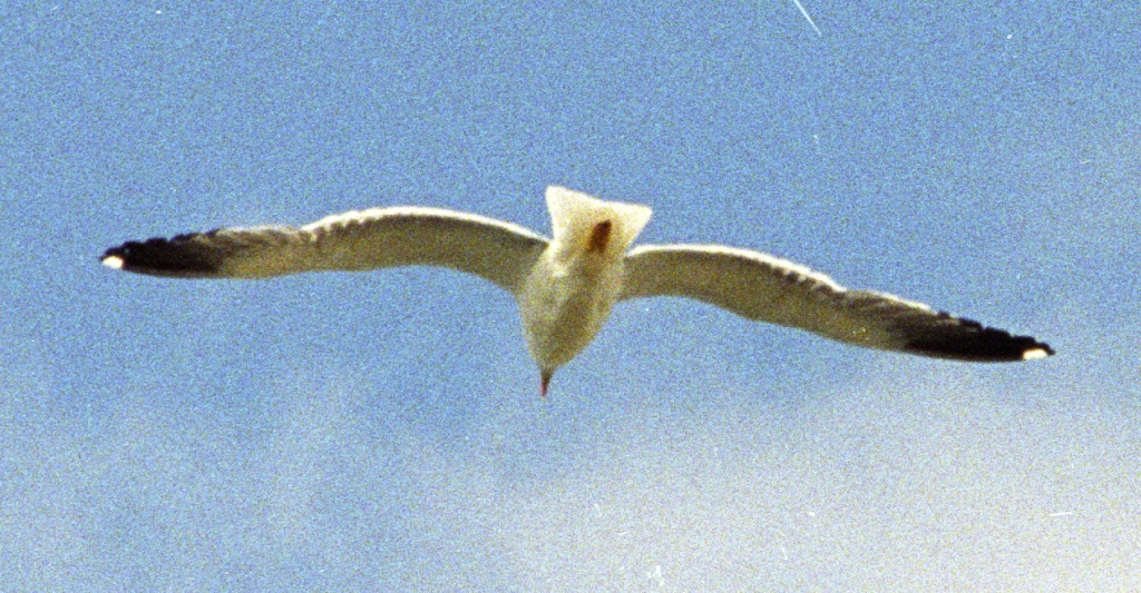 Seagull