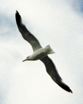 Seagull
