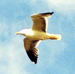Seagull