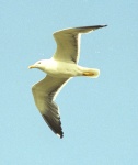 Seagull