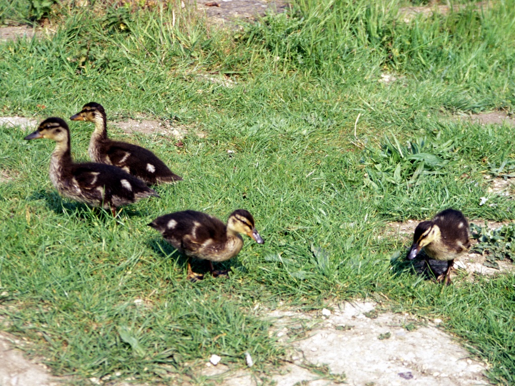 Ducklings