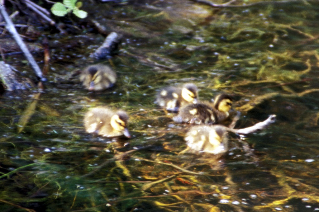 Ducklings