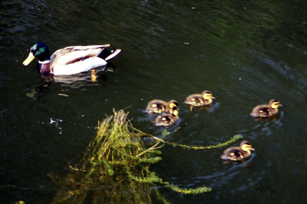 Drake And Ducklings