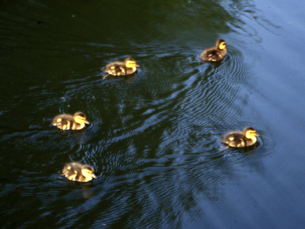 Ducklings