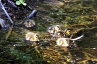 Ducklings