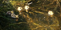 Ducklings