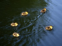 Ducklings