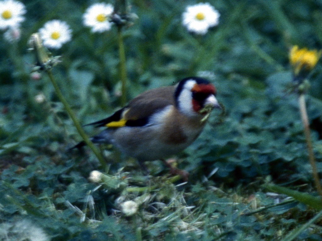 Goldfinch