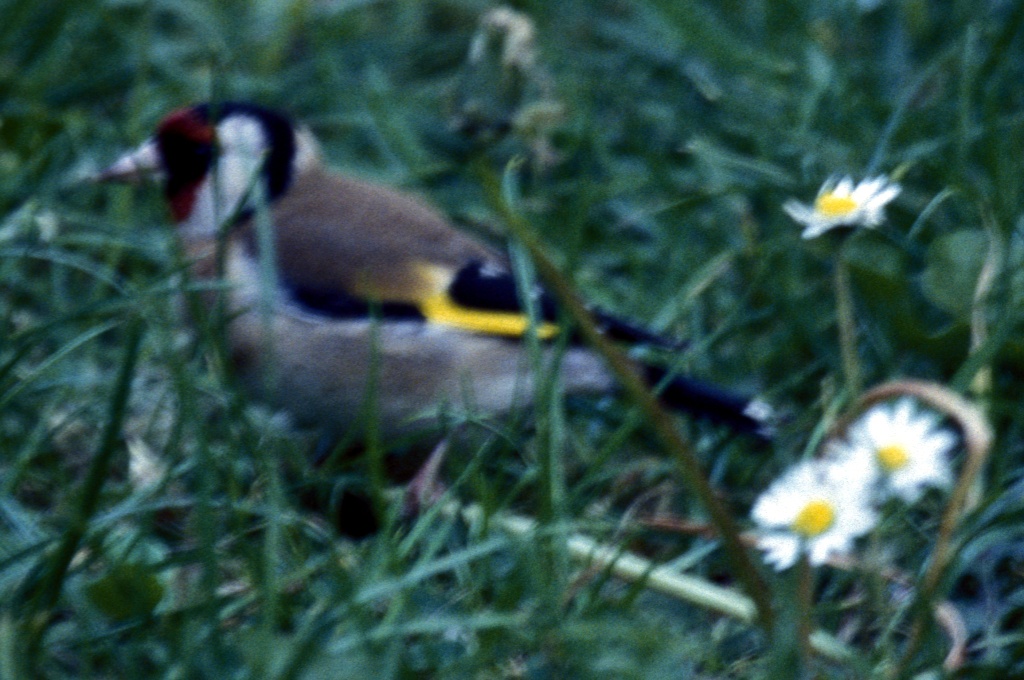 Goldfinch